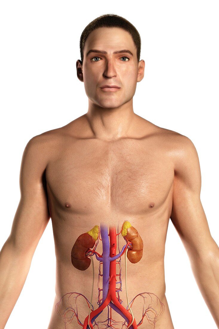 The Renal System, artwork
