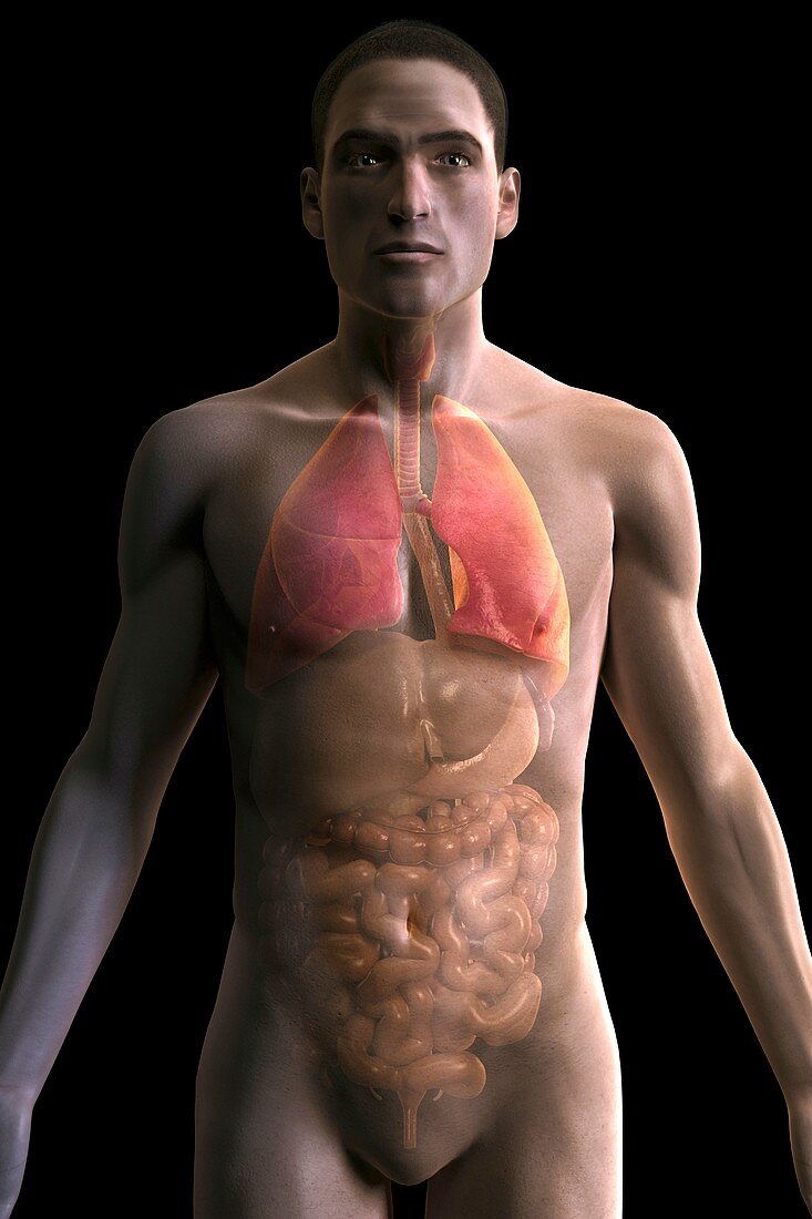 The Respiratory and Digestive Systems