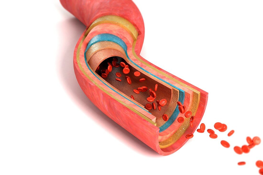 Sectioned Blood Vessel, artwork