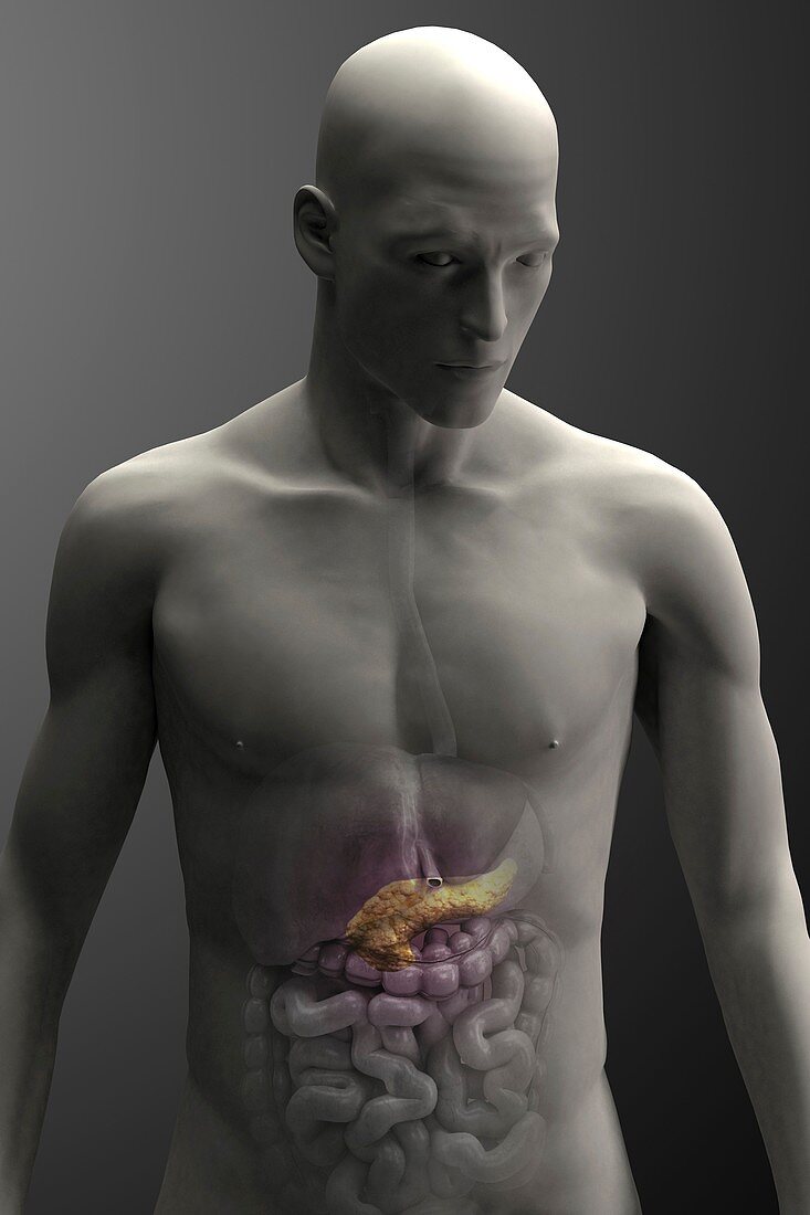 Pancreas (Male), artwork