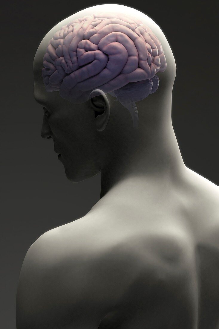 Human brain (Male), artwork