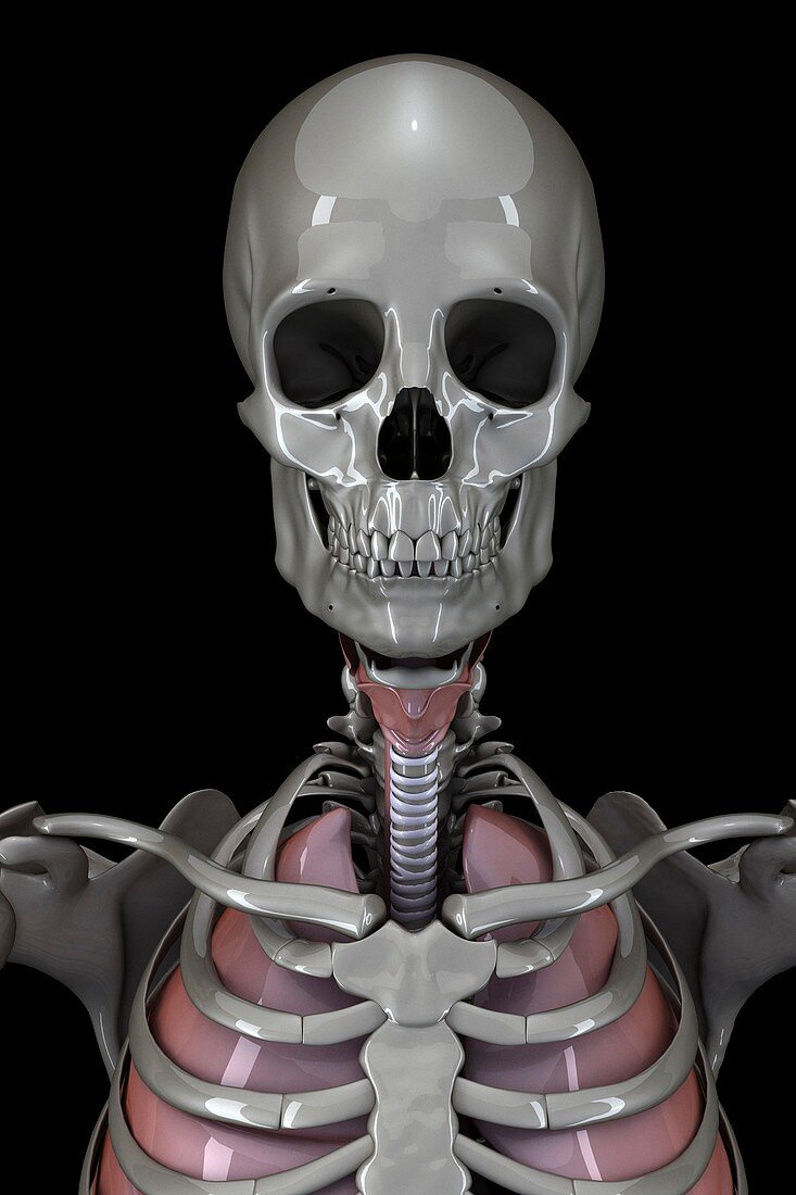 Bones of the Head, artwork