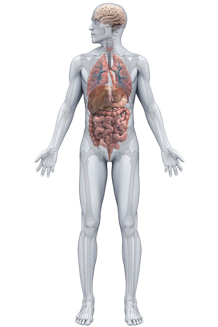 Human Organs (Male), artwork