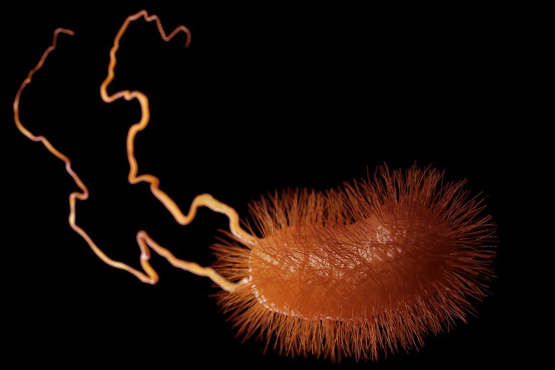 Escherichia coli Bacterium, artwork