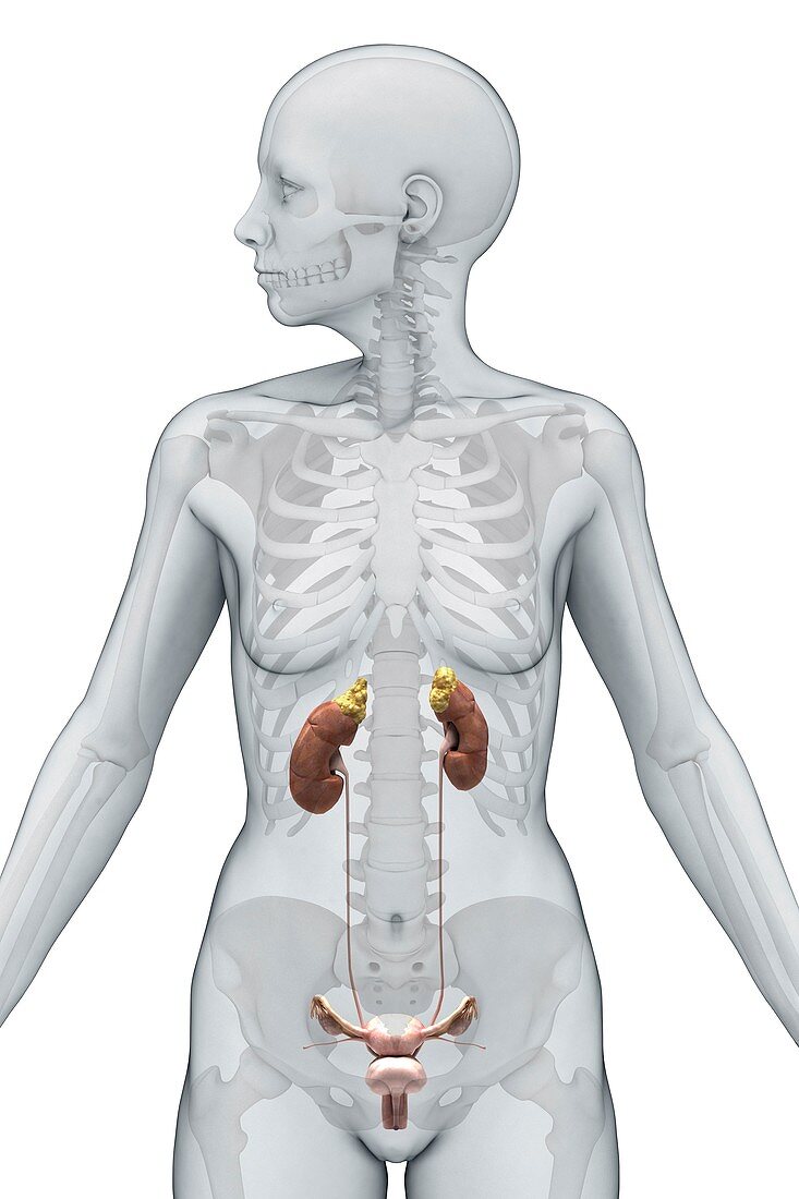 Urinary System, artwork