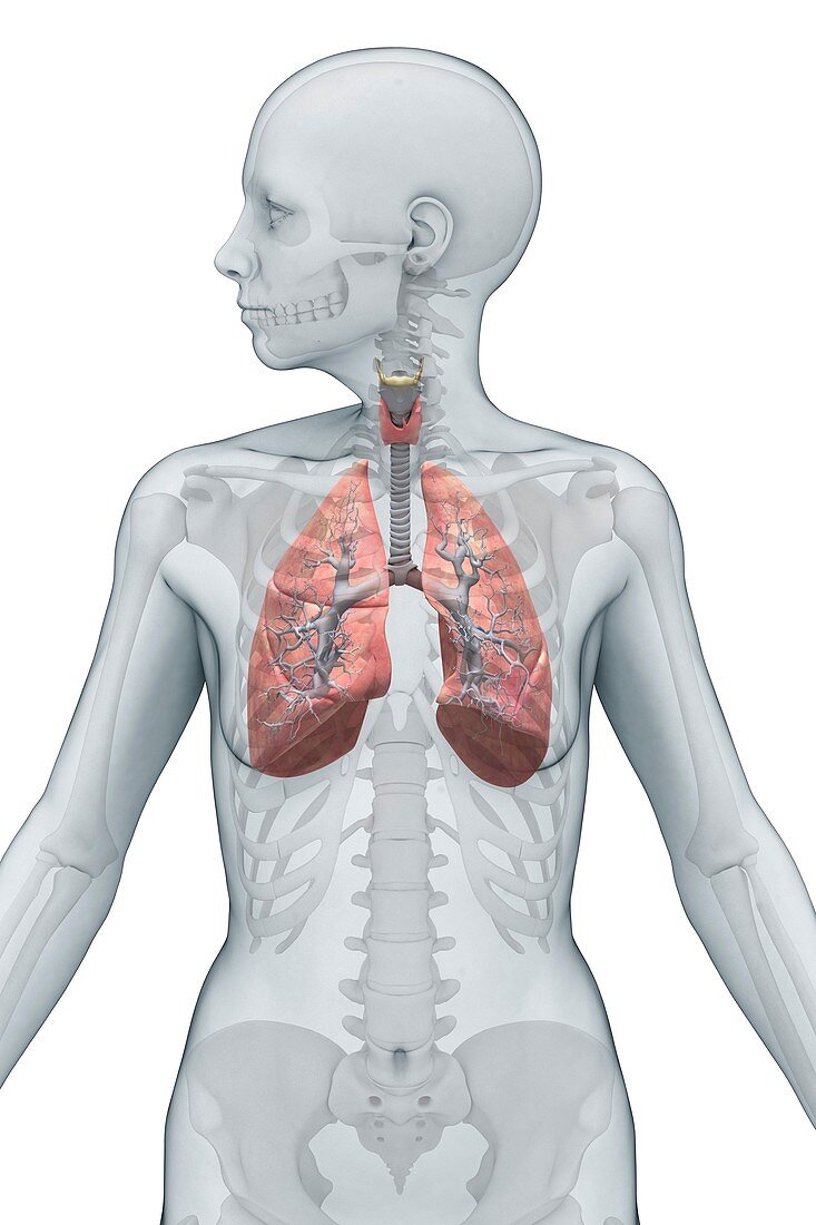 Respiratory system, artwork