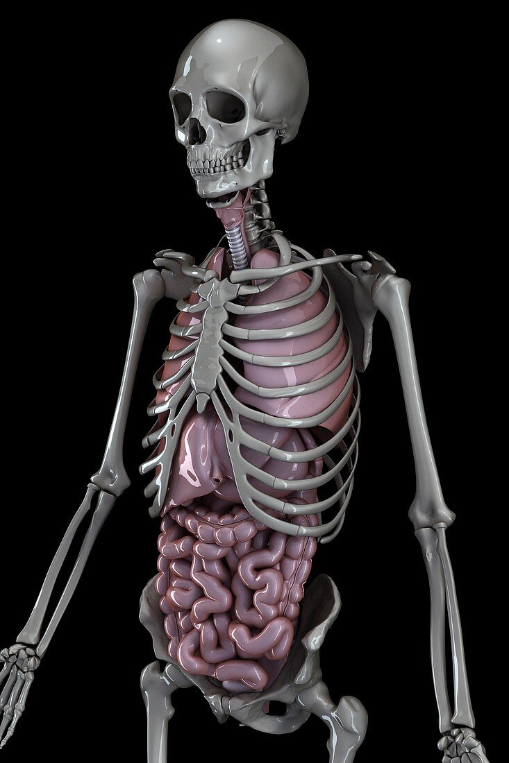 Skeleton and Internal Organs, artwork