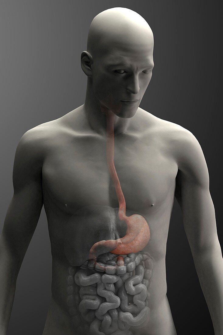 Stomach (Male), artwork