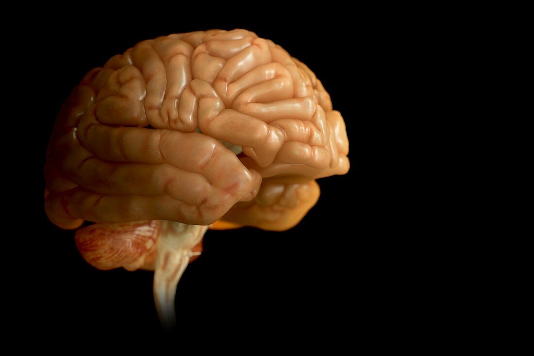 The Human Brain, artwork