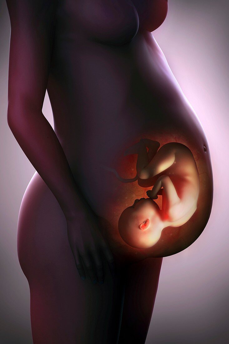 Pregnant Woman with Fetus, artwork