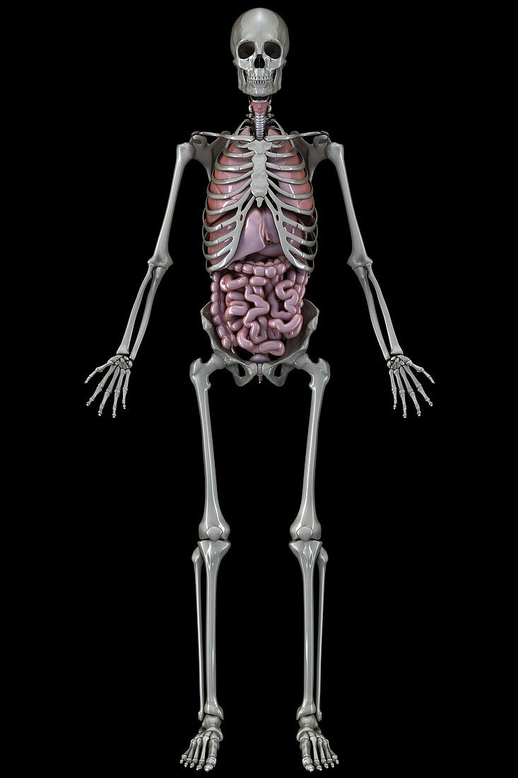 Skeleton and Internal Organs, artwork