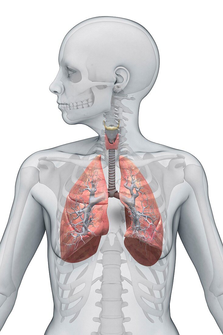 Respiratory system, artwork