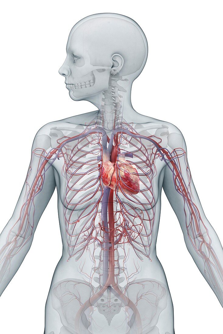 Cardiovascular System, artwork