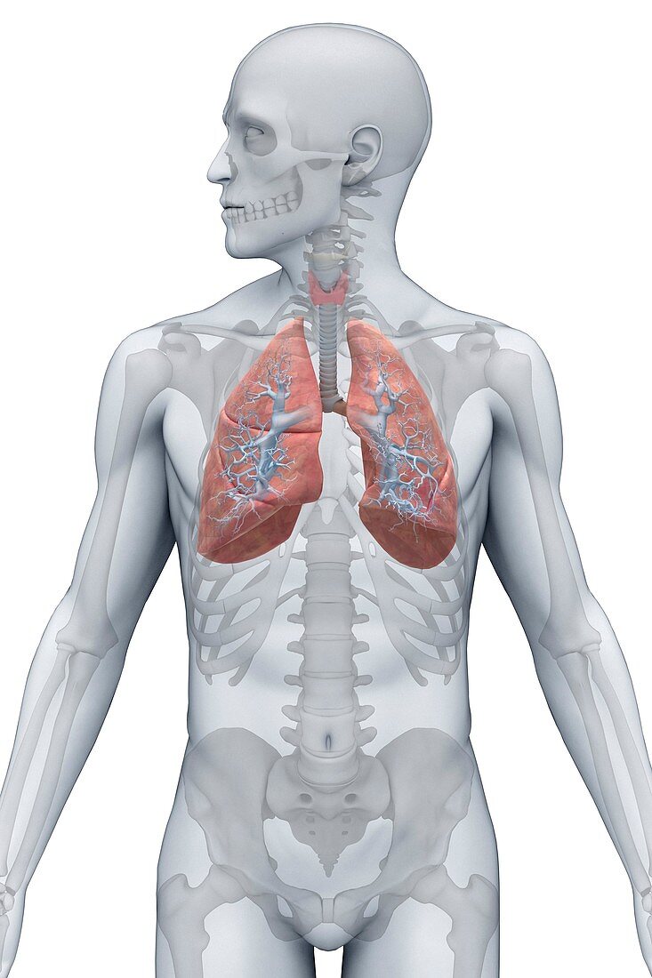 Respiratory system (Male), artwork