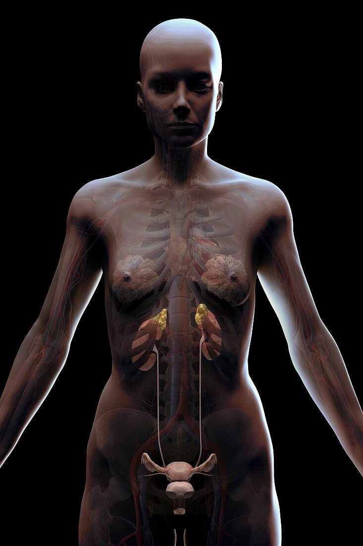 Urinary System, artwork