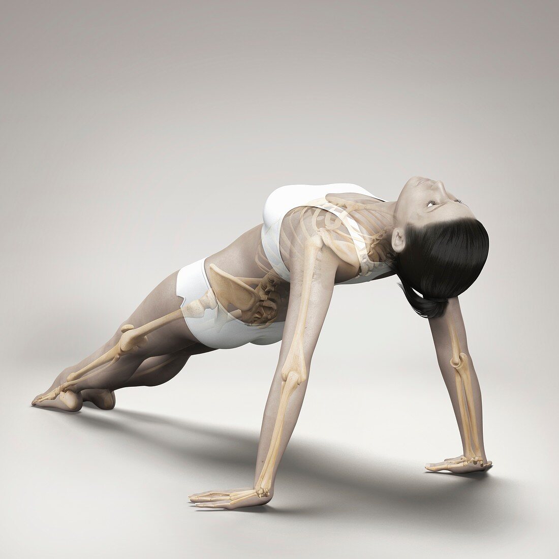 Yoga Upward Plank Pose, artwork