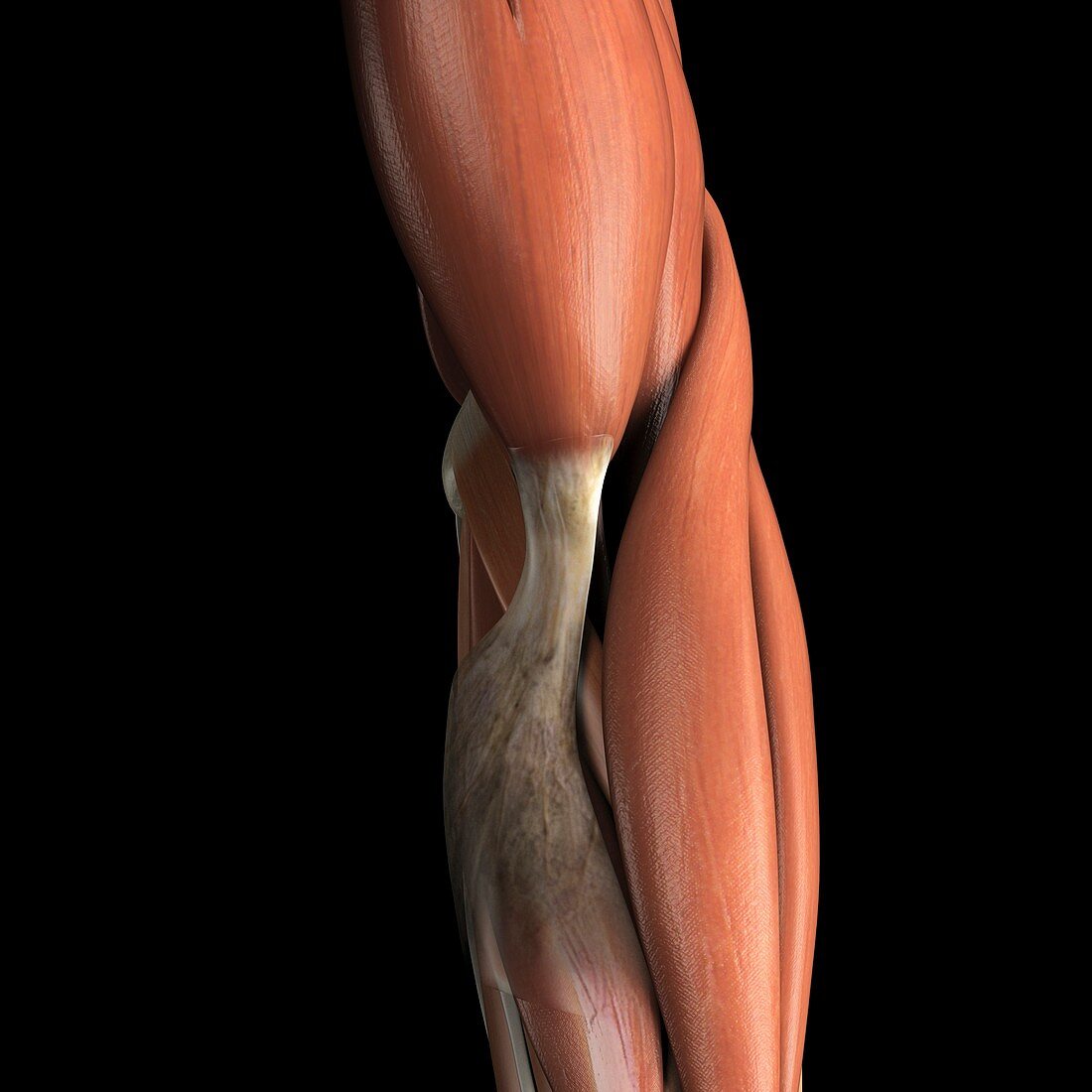 The Muscles of the Forearm and Elbow