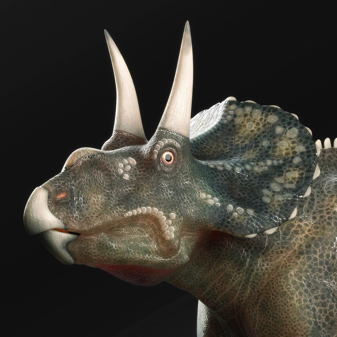 Diceratops Dinosaur, artwork