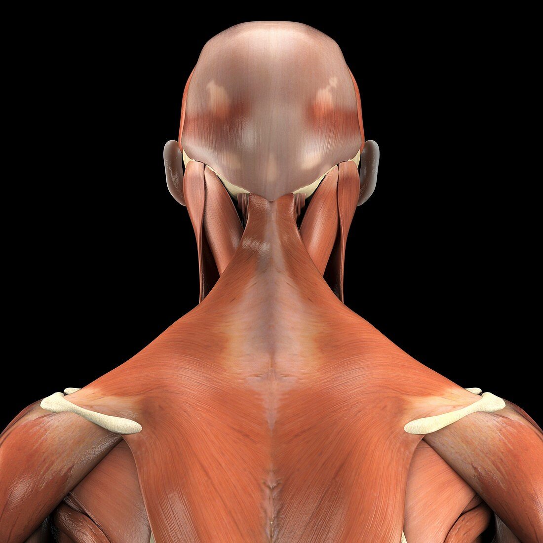 The Muscles of the Upper Back, artwork