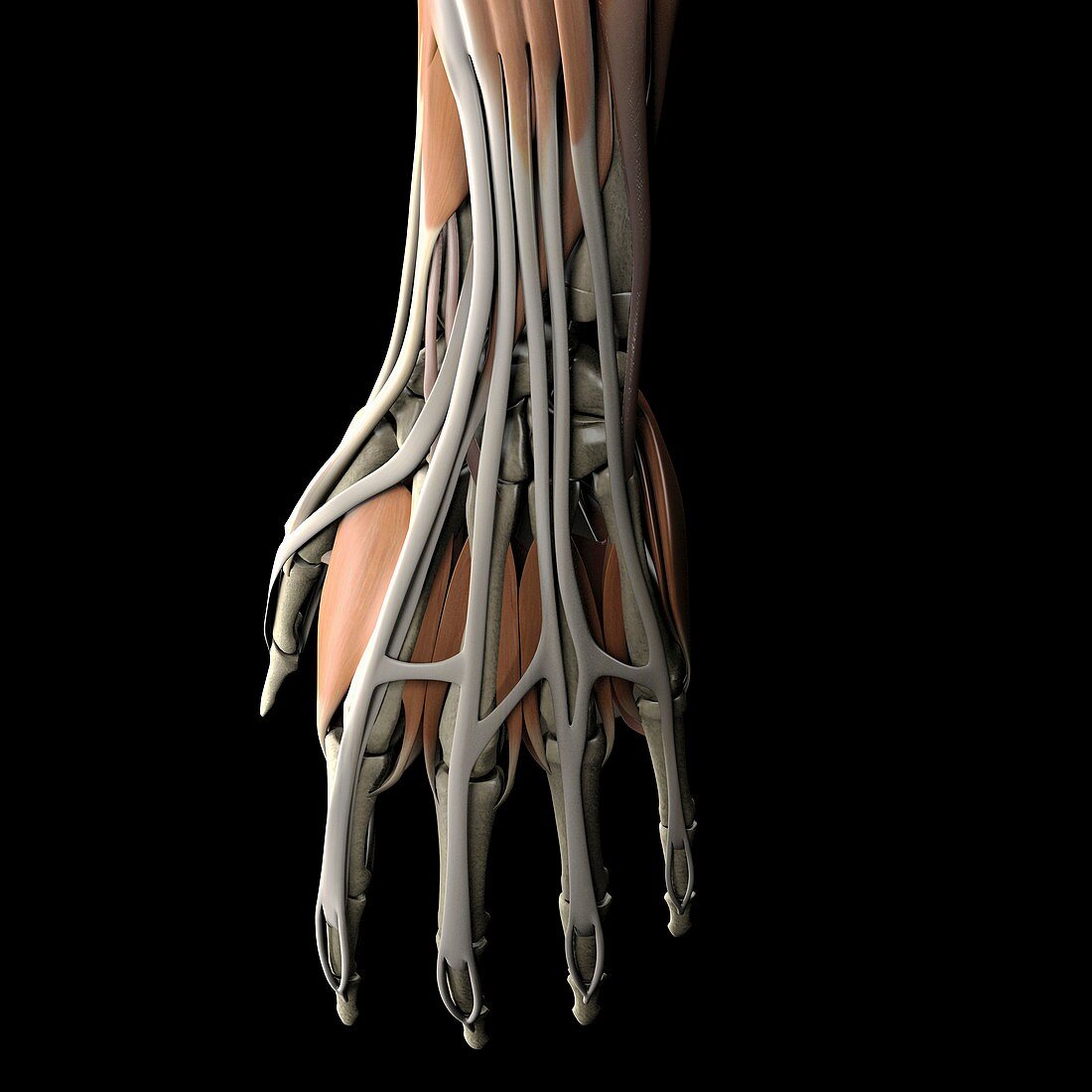 Anatomy of the Hand, artwork