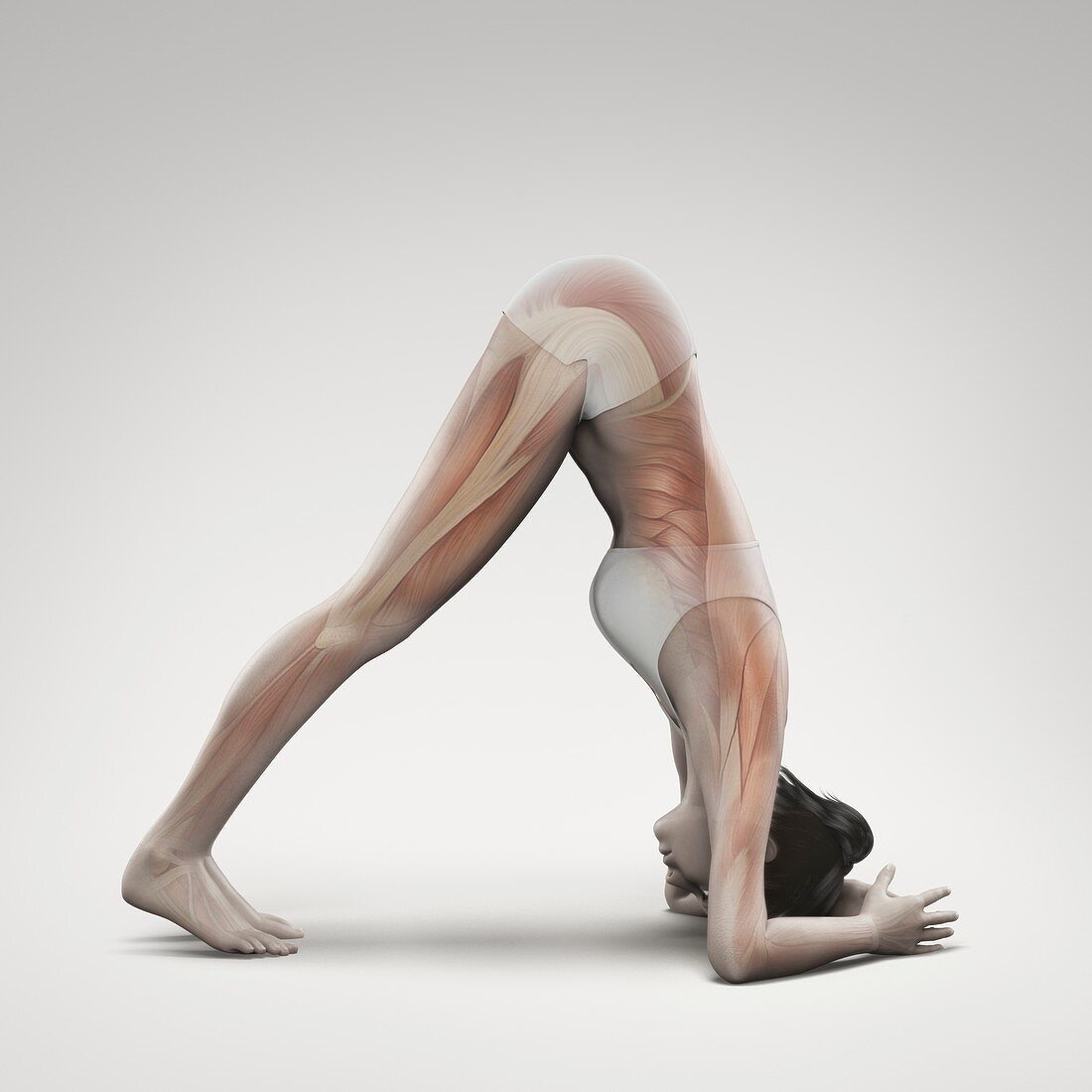 Yoga Dolphin Pose, artwork