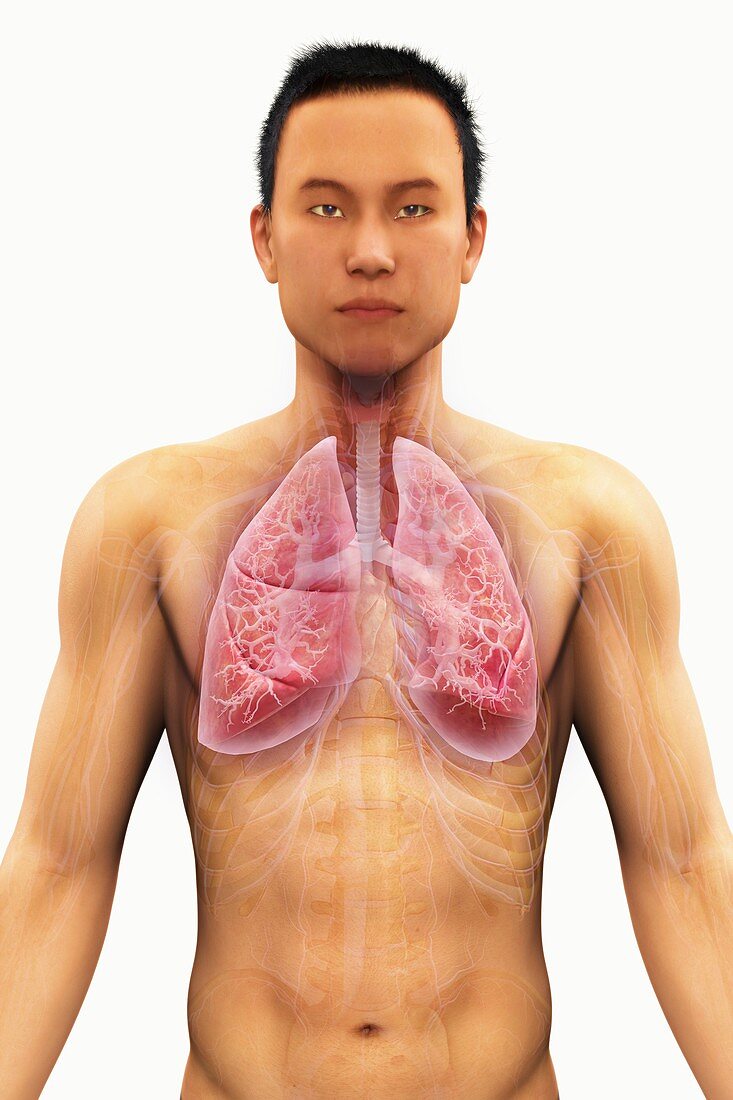 The Respiratory System, artwork