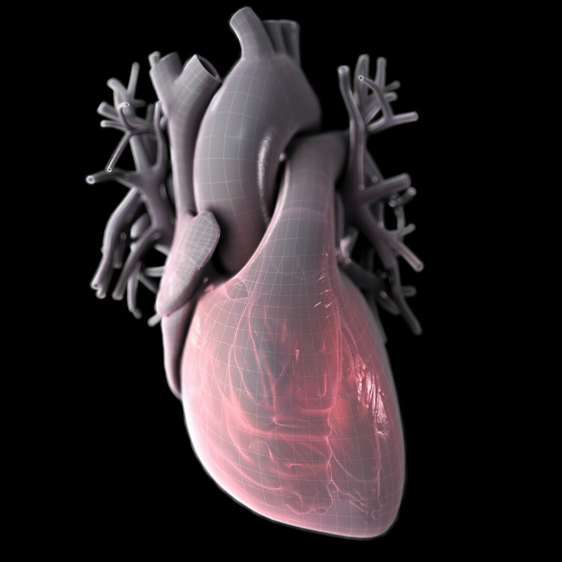 Heart Anatomy, artwork