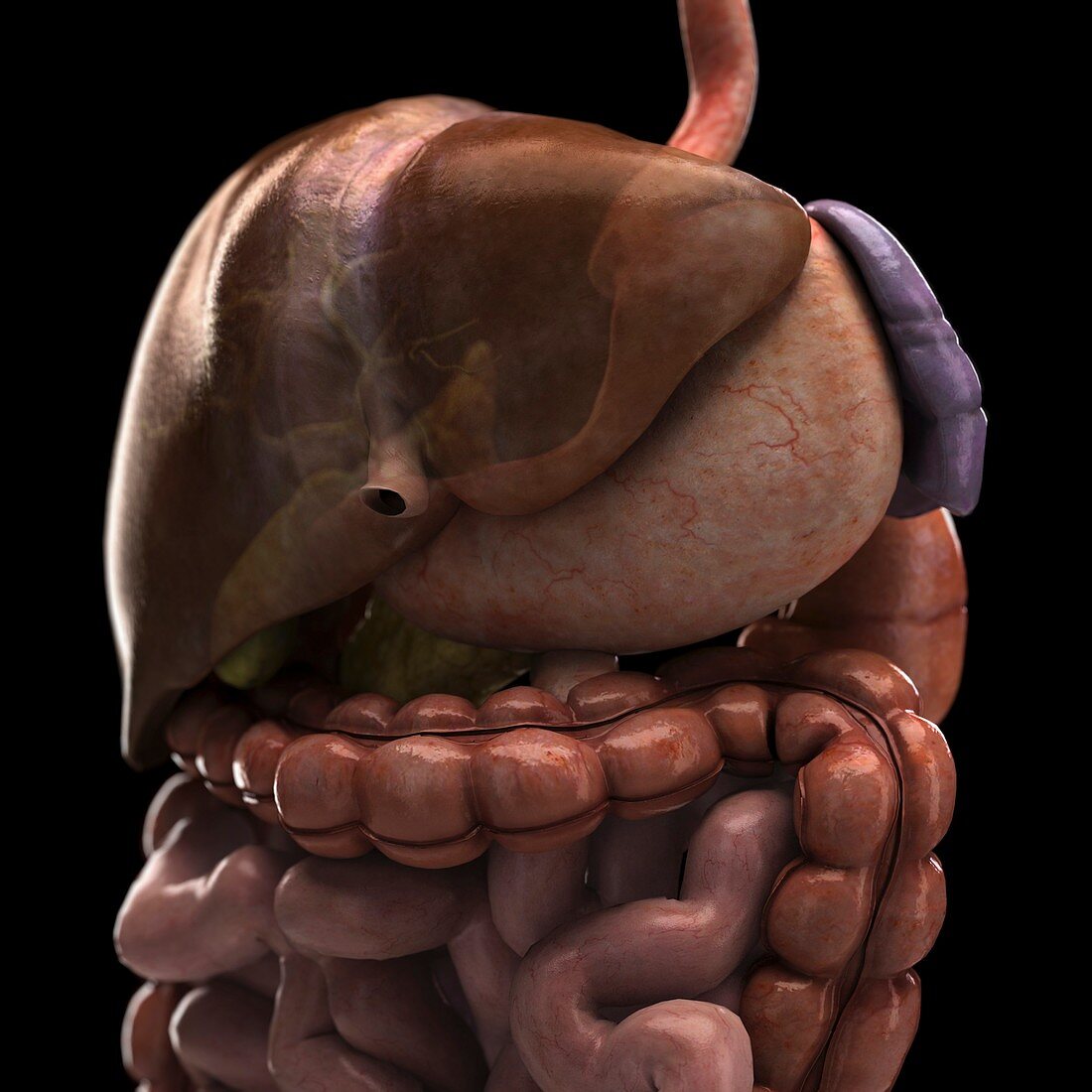The Digestive System, artwork