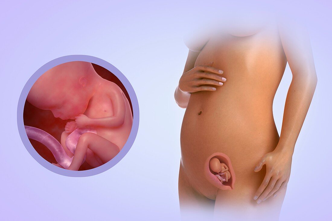 Fetal Development (Week 15), artwork