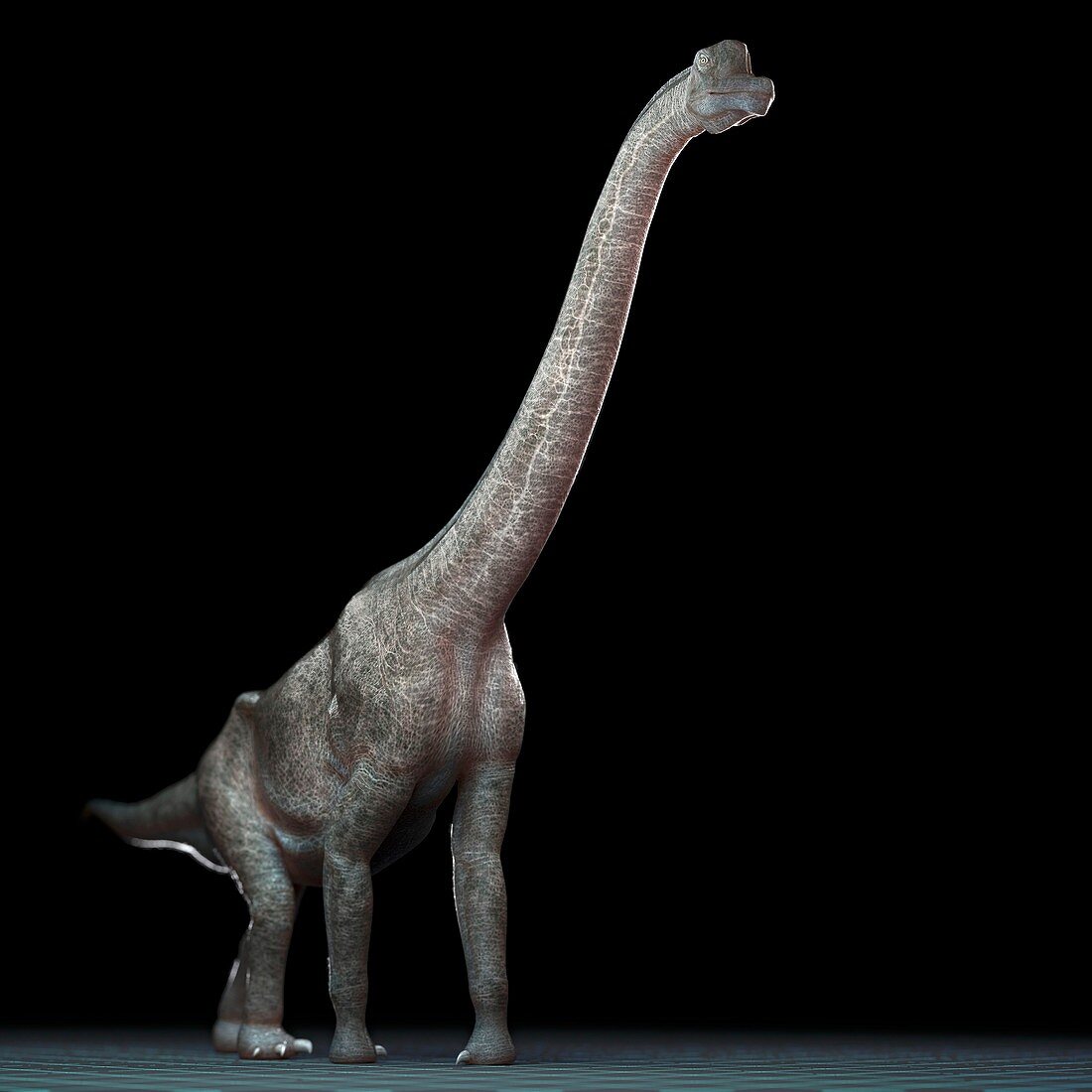 Brachiosaurus Dinosaur, artwork