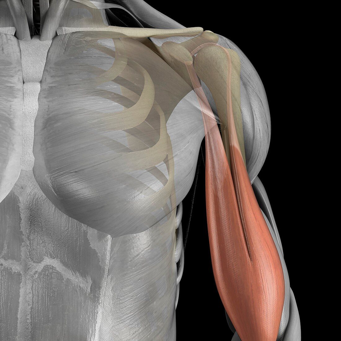 The Bicep Muscle, artwork