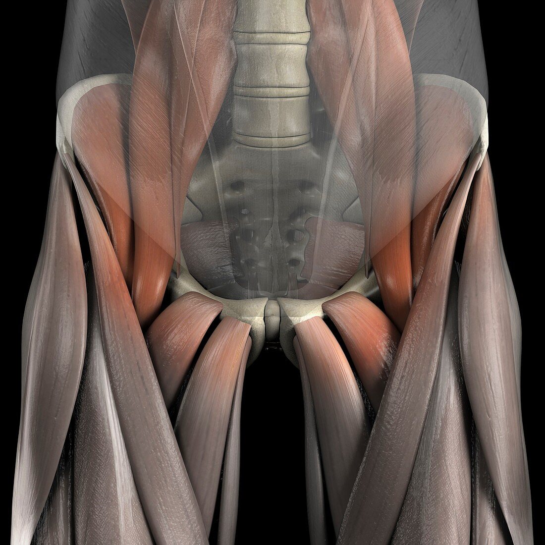 The Psoas Muscles, artwork