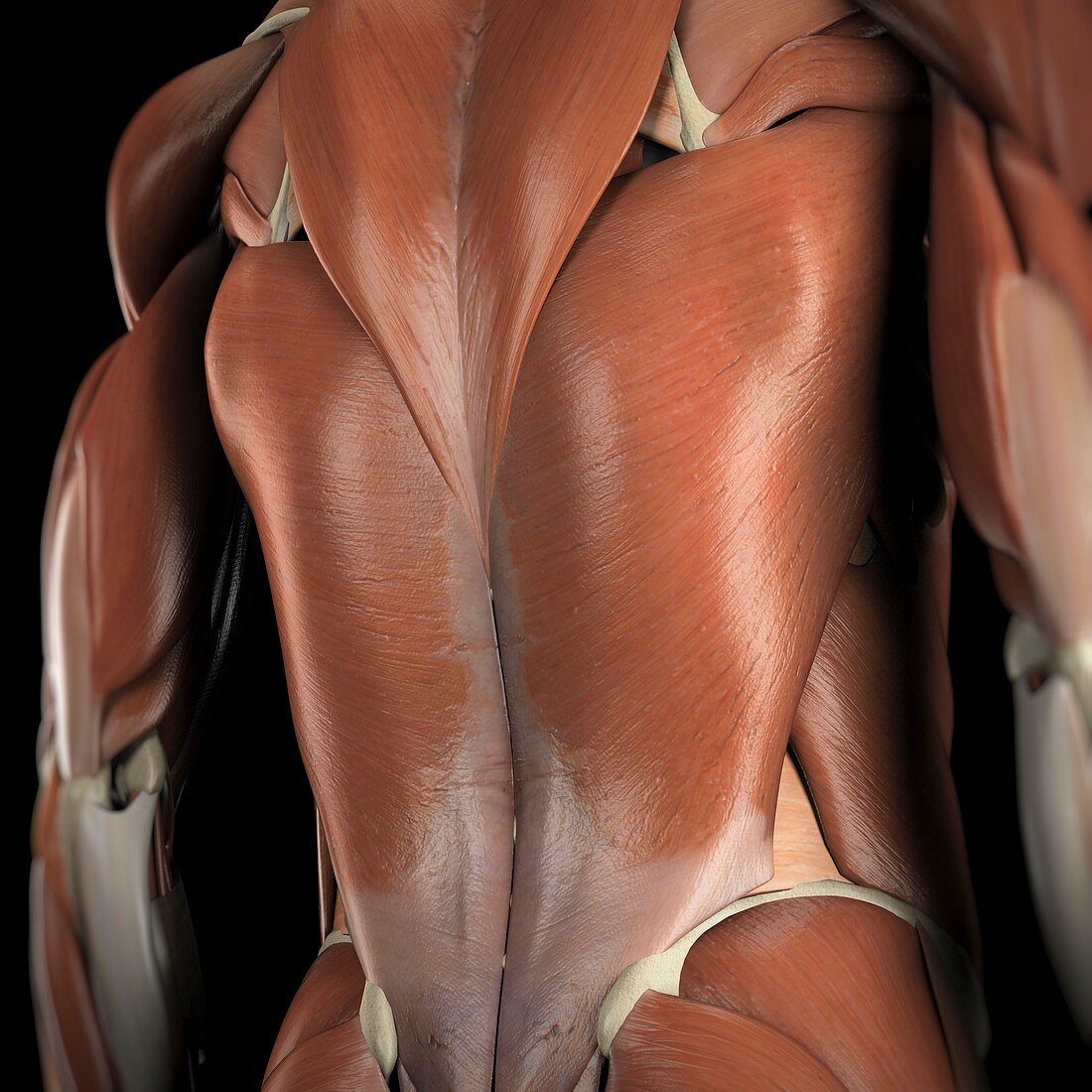 Muscles of the Back, artwork