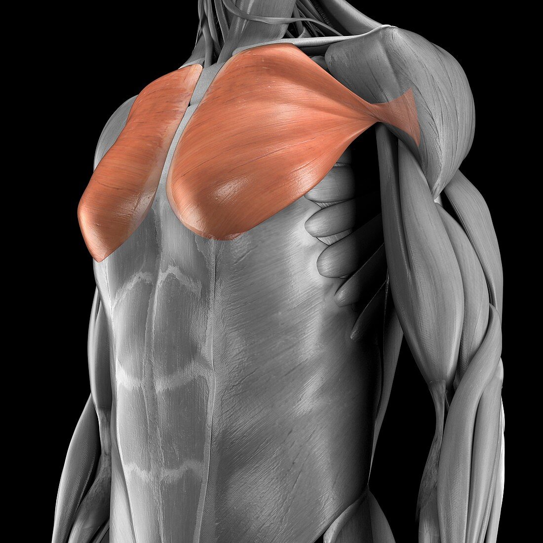 Pectoralis Major Muscles, artwork