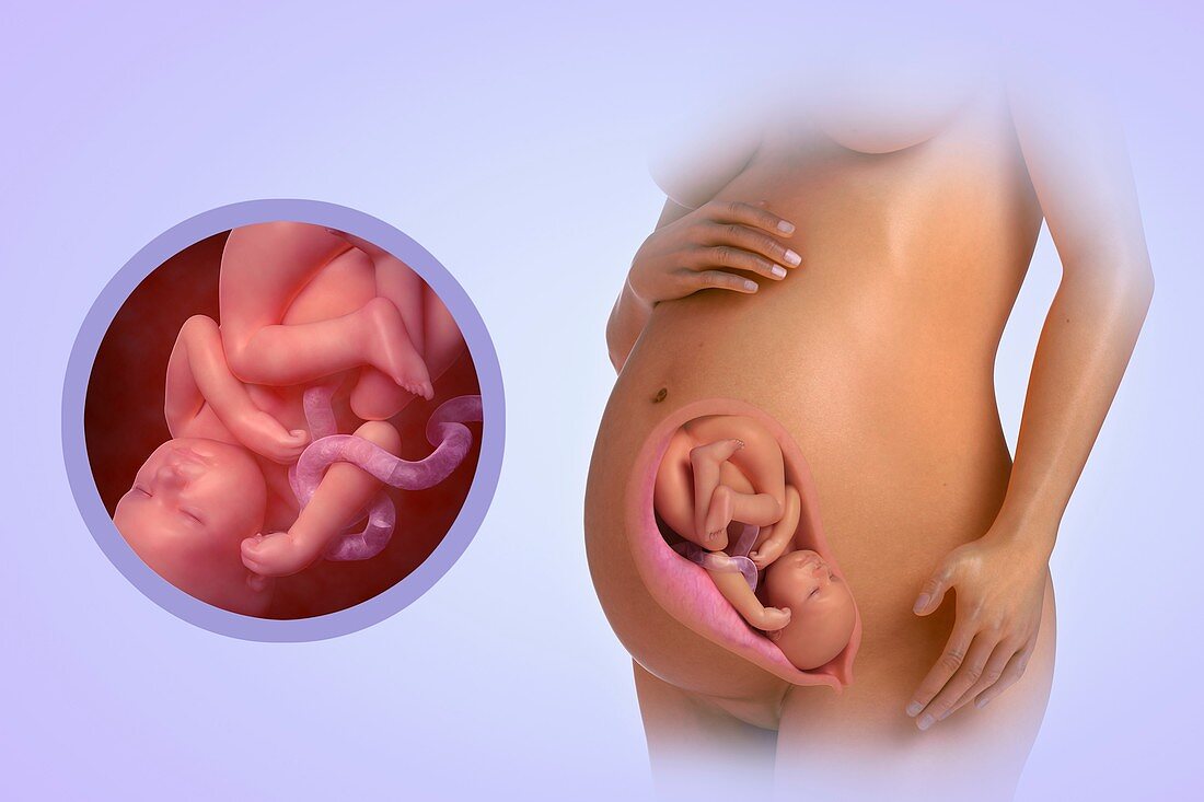 Fetal Development (Week 36), artwork