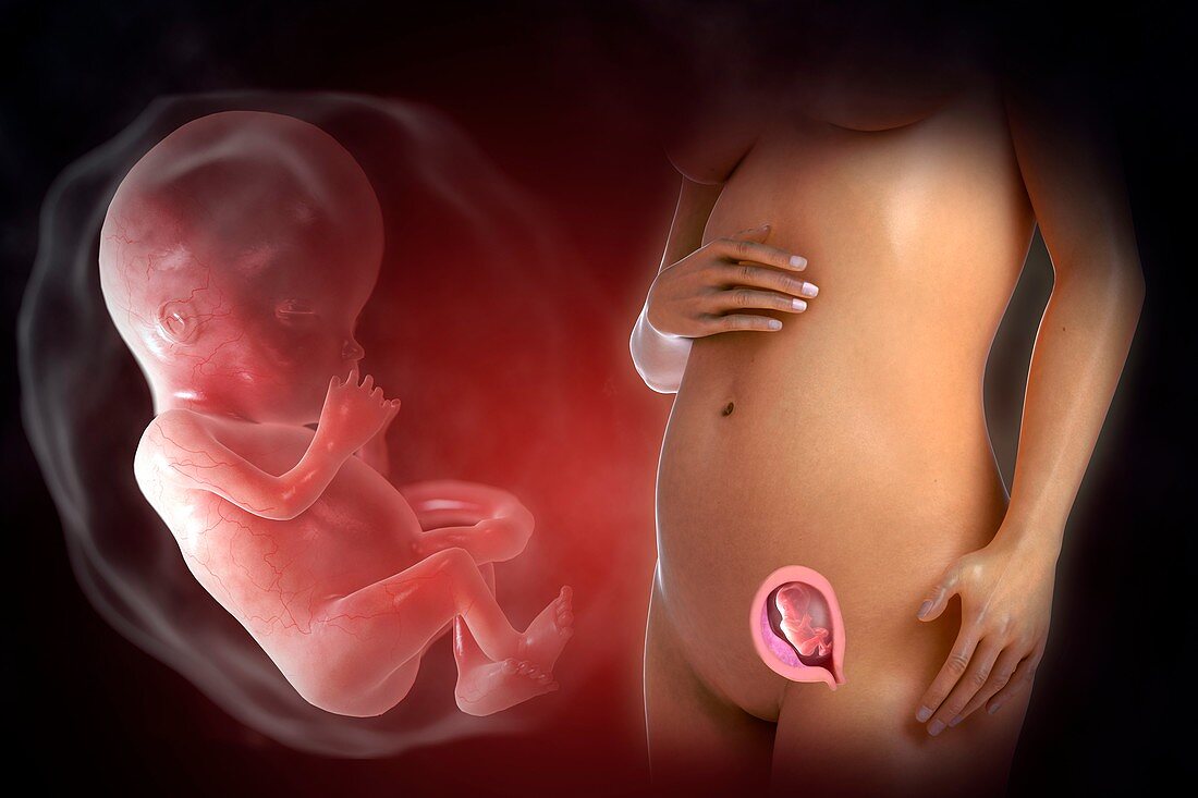 Fetal Development (Week 13), artwork