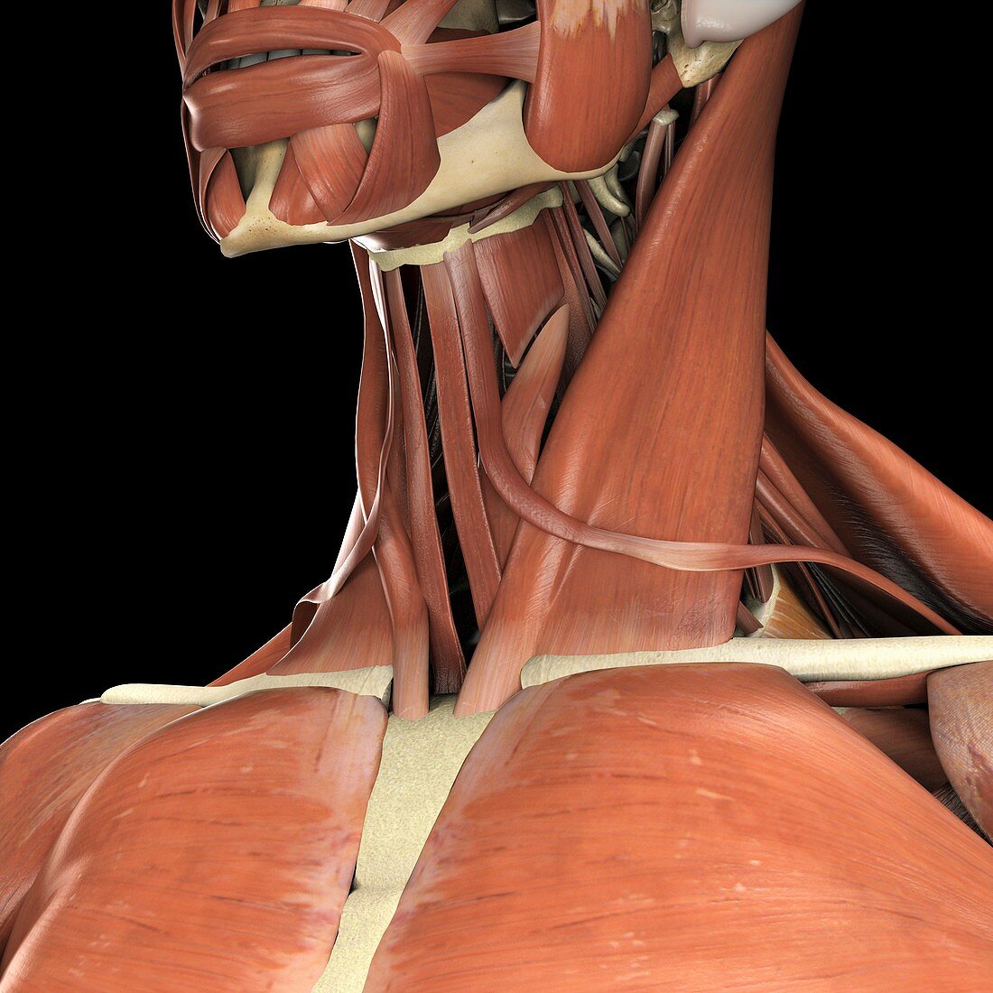 Muscles of the Upper Chest and Neck