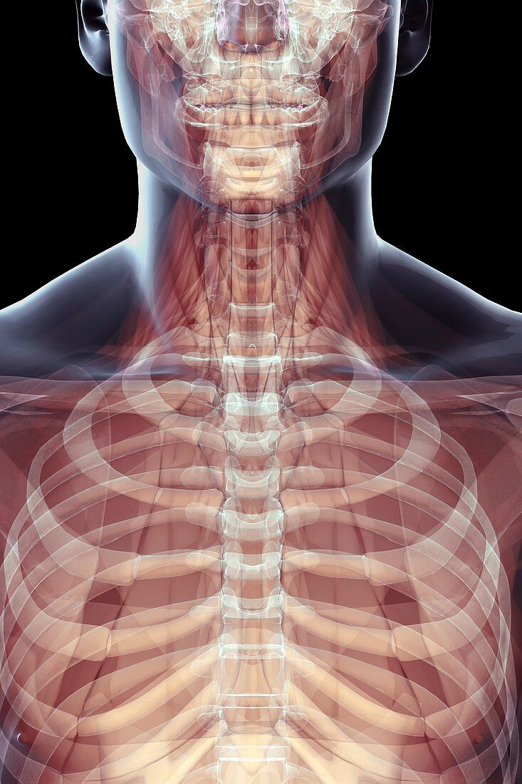 The Musculoskeletal System of the Chest