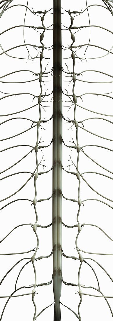 Spinal Cord, artwork