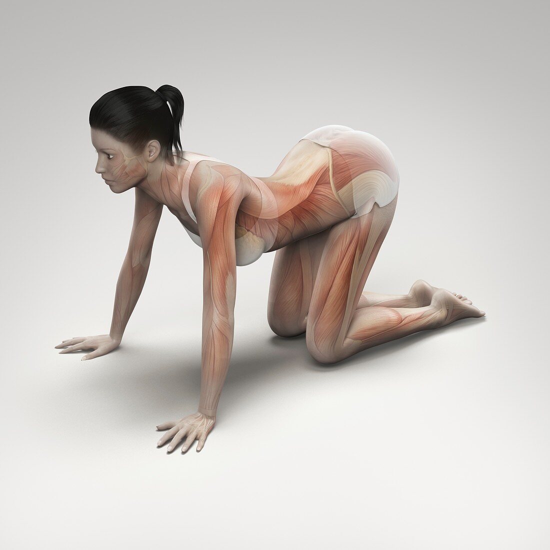 Yoga Cow Pose, artwork