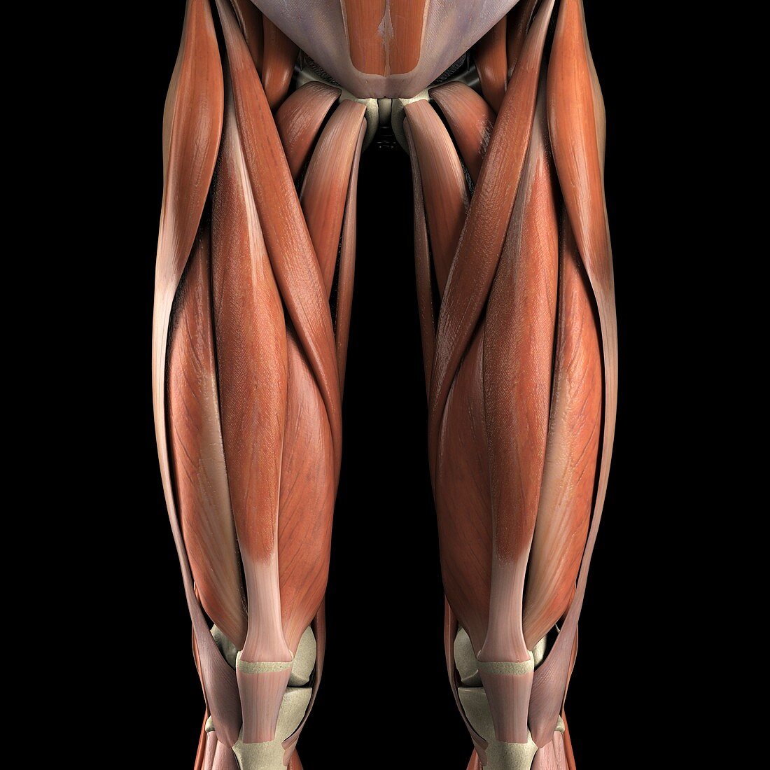 Muscles of the Upper Legs, artwork