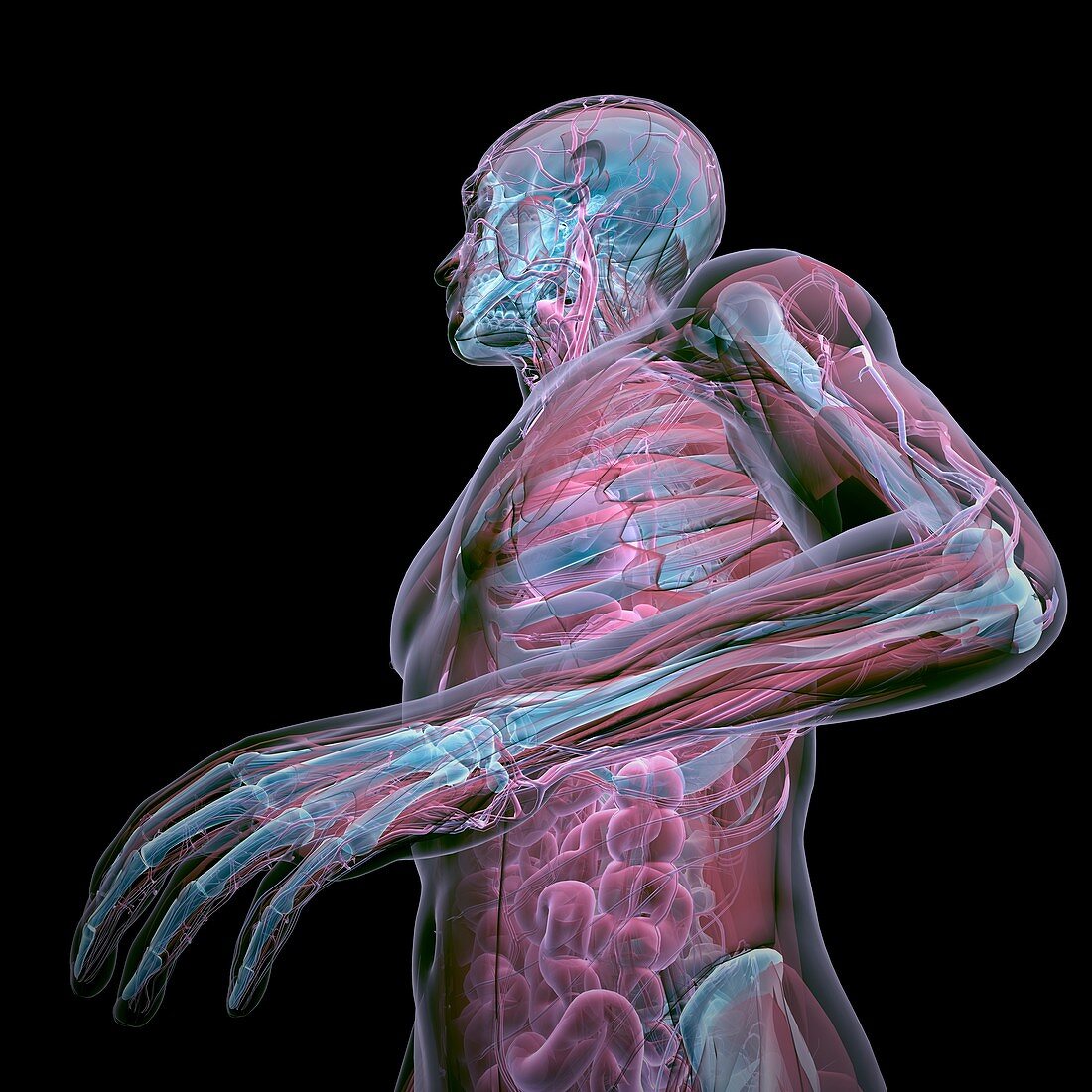 Human Anatomy, artwork