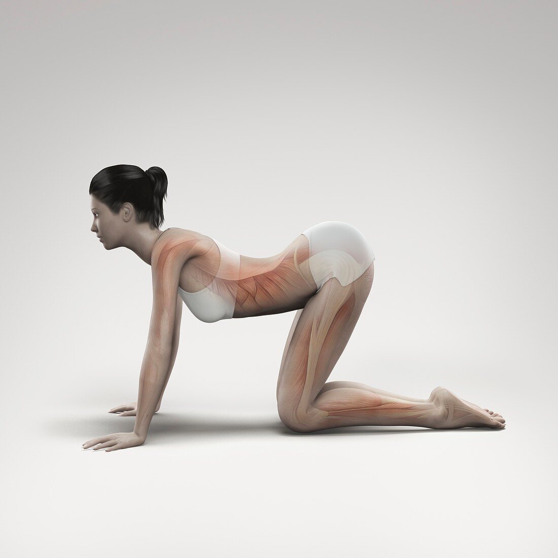 Yoga Cow Pose, artwork