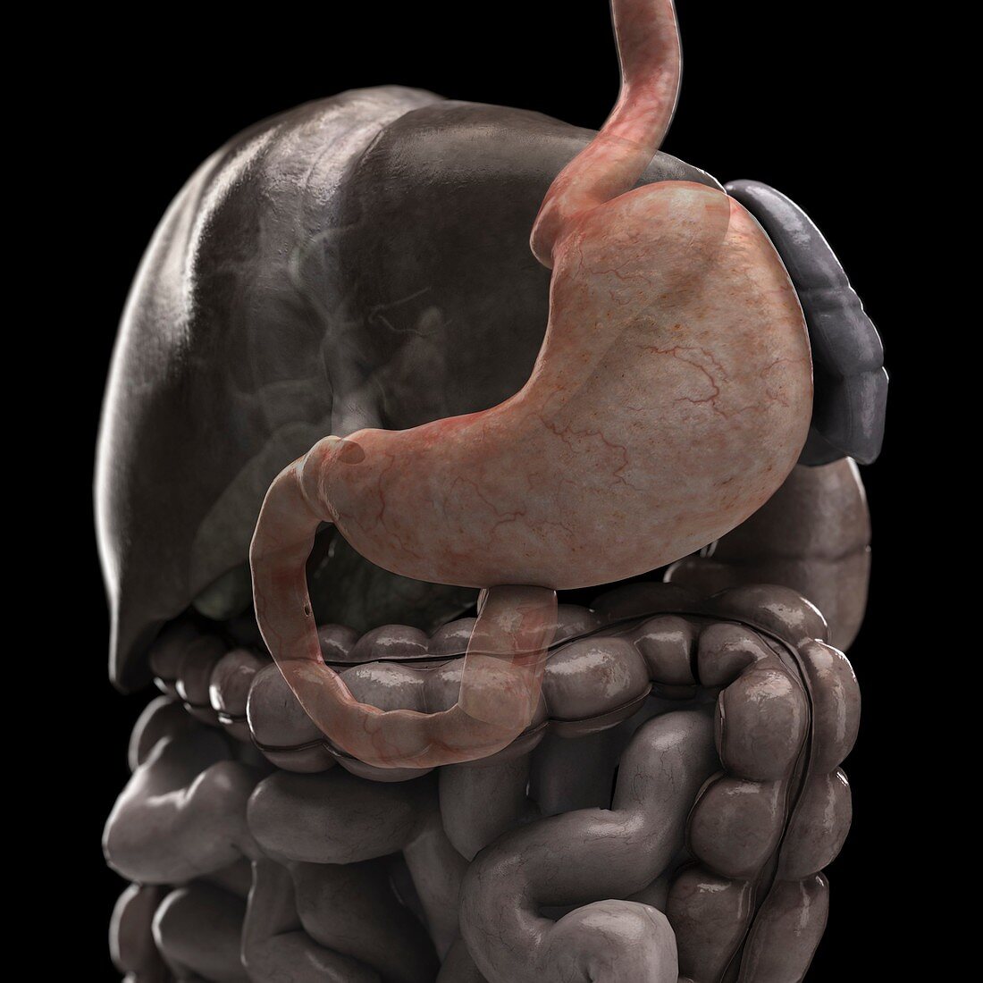 The Stomach, artwork