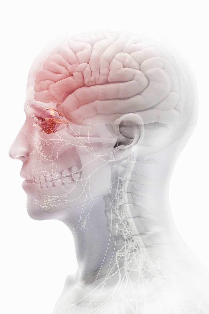 Brain and Nerves of the Head, artwork