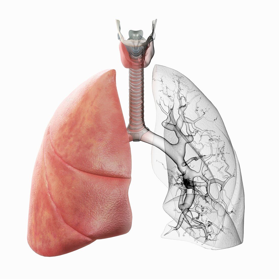 Respiratory System, artwork