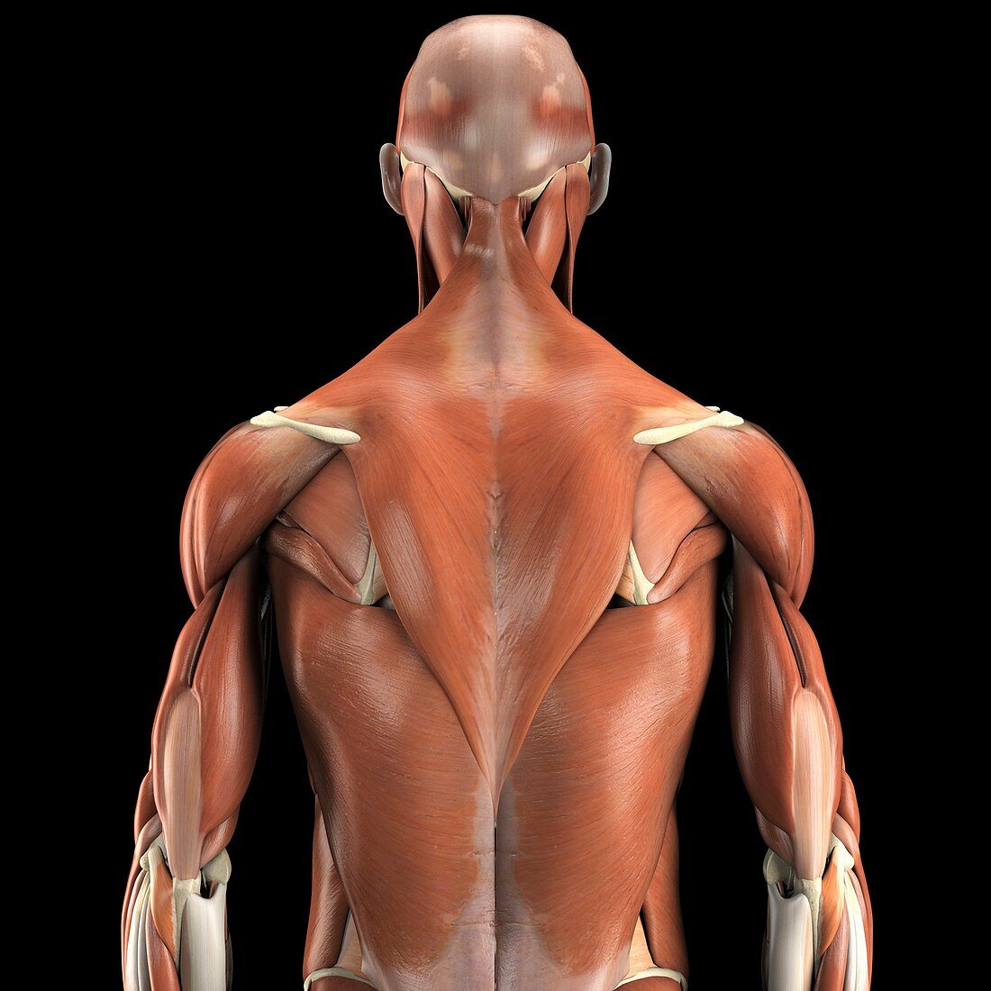 The Muscles of the Upper Body, artwork