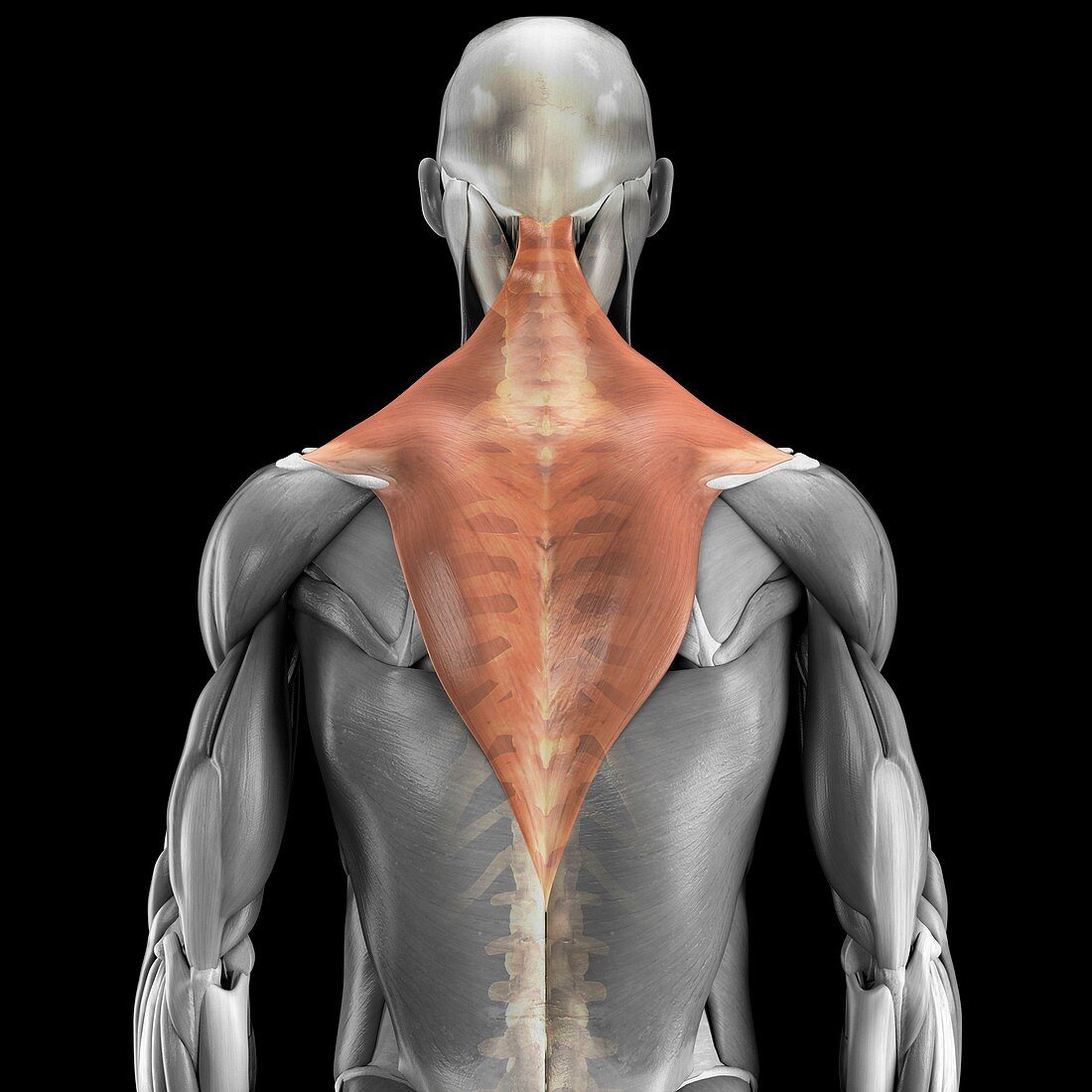 Trapezius Muscle with Skeleton, artwork