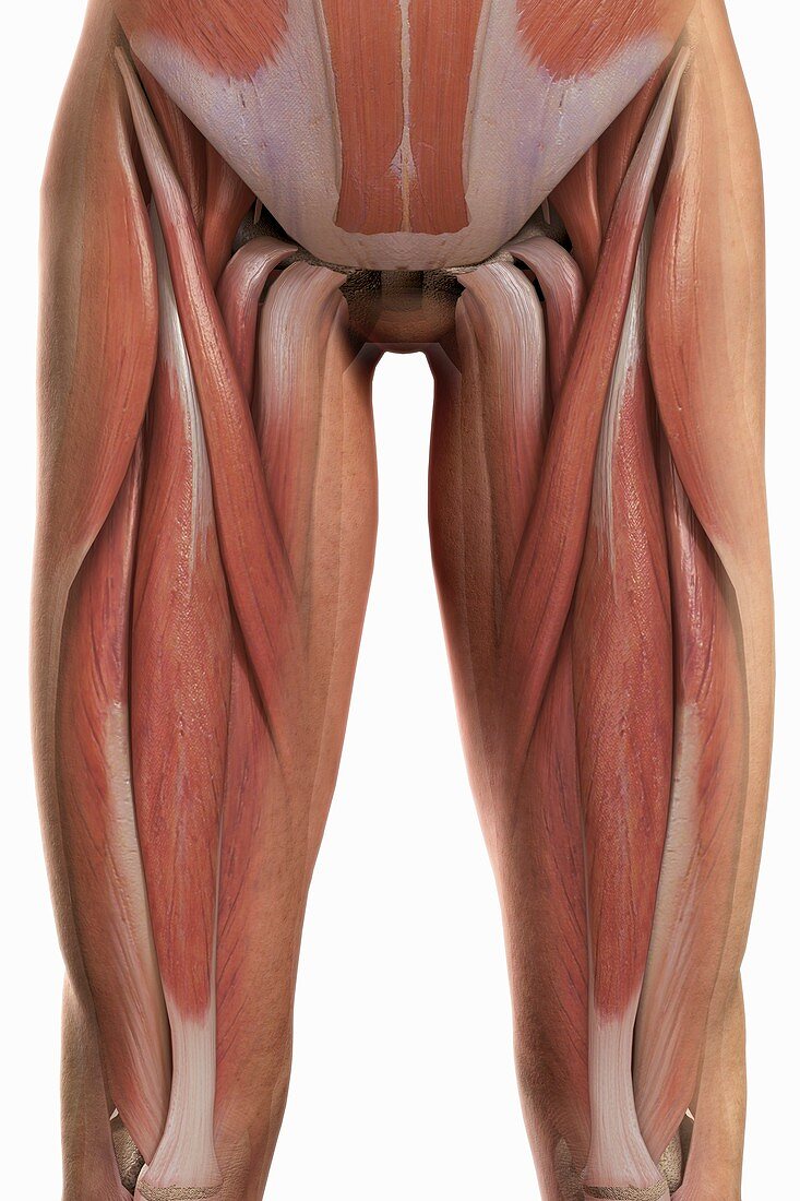 The Muscles of the Upper Legs, artwork