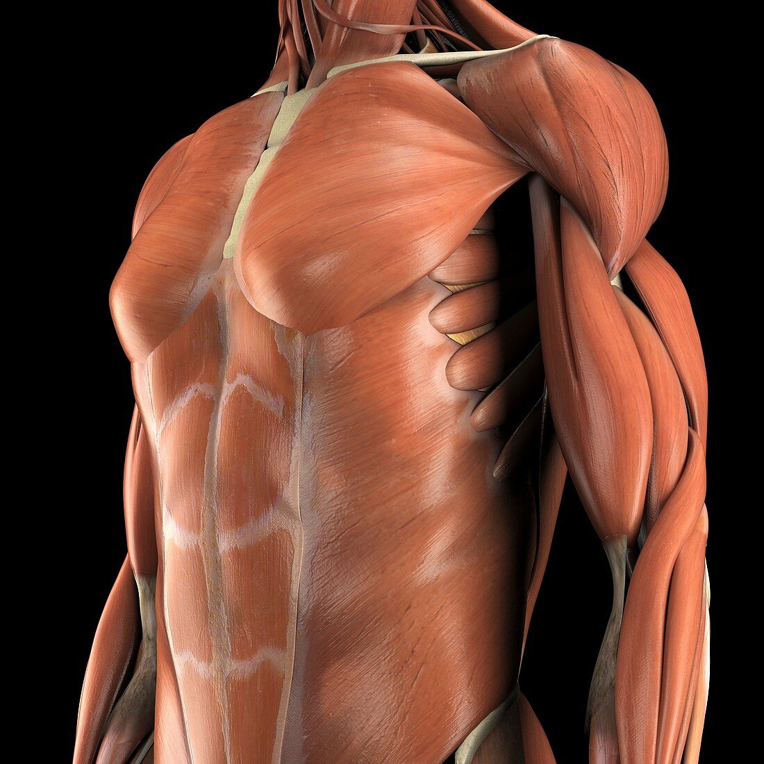 Muscles of the Upper Body, artwork